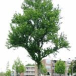 Prachtige Ulmus ×hollandica ‘Dampieri’ boom met groene bladeren en uitgestrekte takken.