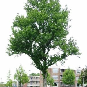 Prachtige Ulmus ×hollandica ‘Dampieri’ boom met groene bladeren en uitgestrekte takken.