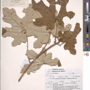 Brachychiton albidus boom met witte bloemen en groene bladeren.