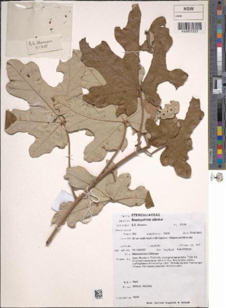 Brachychiton albidus boom met witte bloemen en groene bladeren.