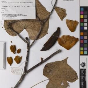 Brachychiton grandiflorus bloeiende boom met roze bloemen