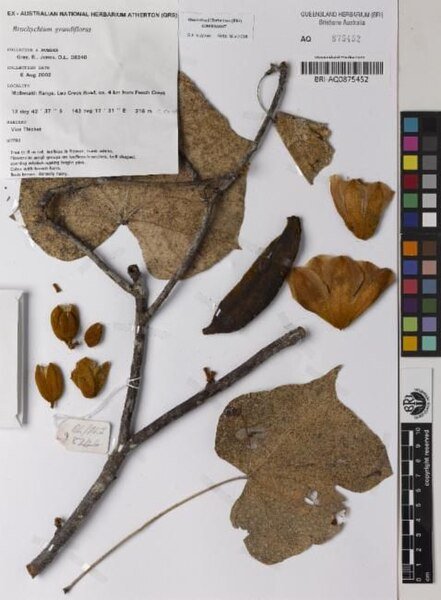 Brachychiton grandiflorus bloeiende boom met roze bloemen