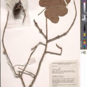 Brachychiton garrawayae bloemen in roze en wit.