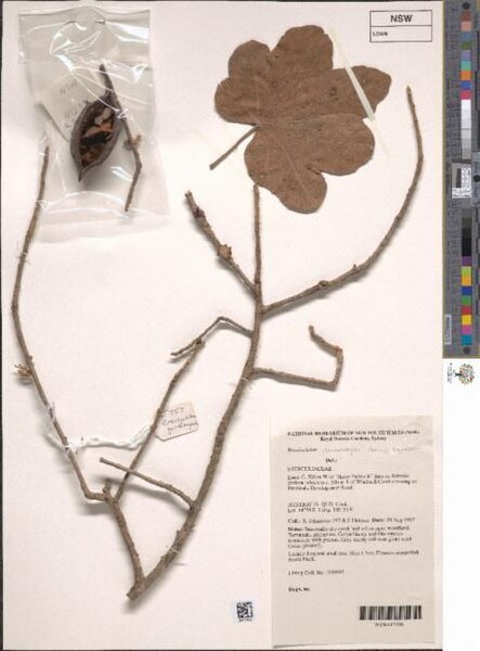 Brachychiton garrawayae bloemen in roze en wit.