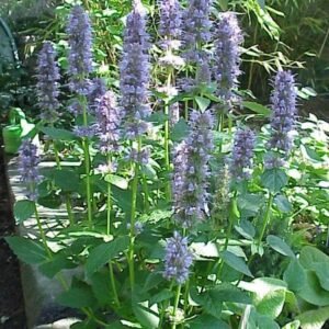 Agastache plant met paarse bloemen en groen blad.