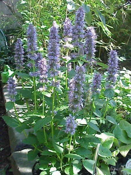 Agastache plant met paarse bloemen en groen blad.