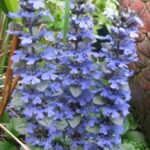 Ajuga turkestanica bloeiende plant met paarse bloemen en groene bladeren.