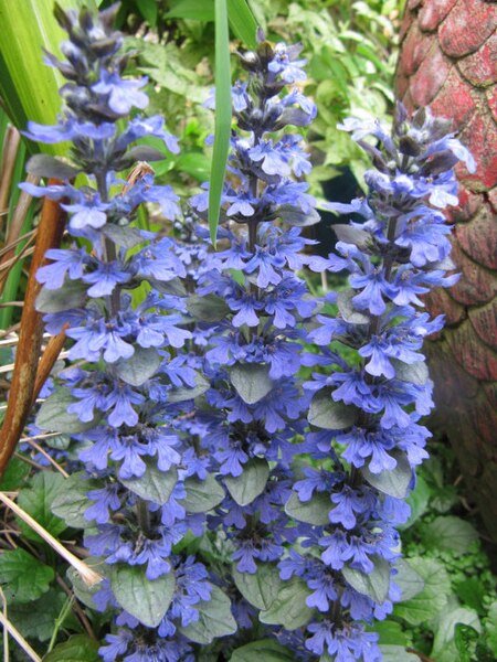 Ajuga turkestanica bloeiende plant met paarse bloemen en groene bladeren.