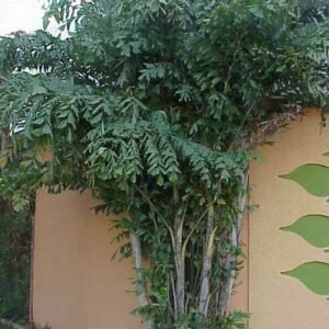 Zachte vinnetjespalm op kleigrond.