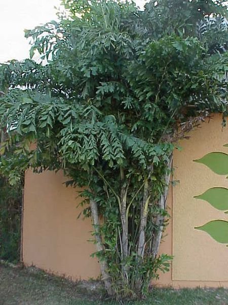 Zachte vinnetjespalm op kleigrond.