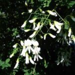 Cladrastis kentukea boom met gele bloemen in bloei.