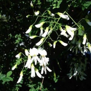 Cladrastis kentukea boom met gele bloemen in bloei.