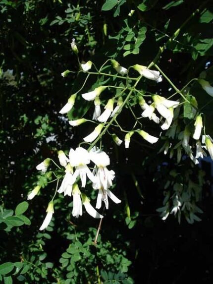 Cladrastis kentukea boom met gele bloemen in bloei.