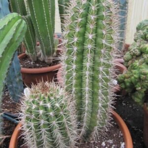 Zeldzame Coleocephalocereus goebelianus cactus met lange groene stengels en witte stekels.