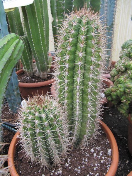 Zeldzame Coleocephalocereus goebelianus cactus met lange groene stengels en witte stekels.