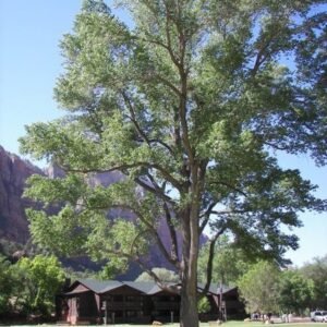 Populus fremontii boom bij Zion Lodge.