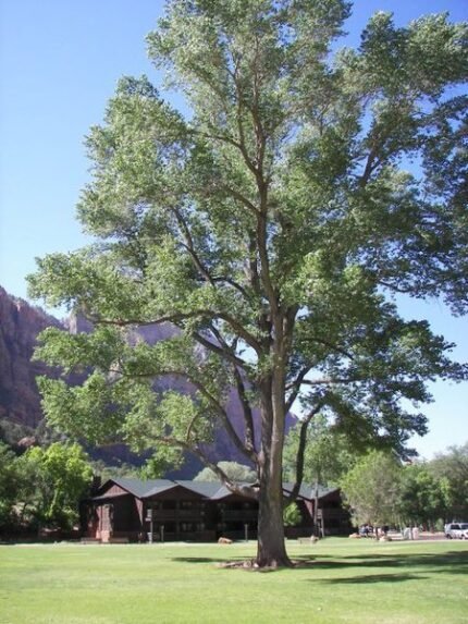 Populus fremontii boom bij Zion Lodge.