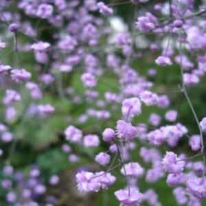 Thalictrum ‘Hewitt’s Double’ bloemen in witte en paarse tinten.