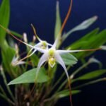 White and green Dendrobium validicolle orchid flowers on wooden background.