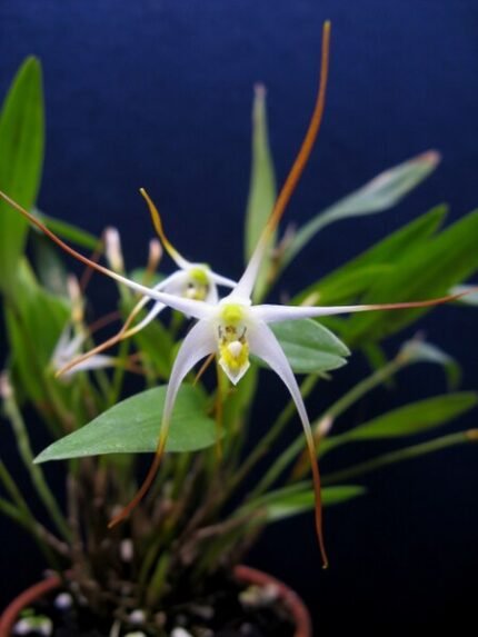 White and green Dendrobium validicolle orchid flowers on wooden background.