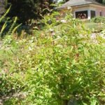 Gillenia plant met witte bloemen en groen blad tegen neutrale achtergrond.