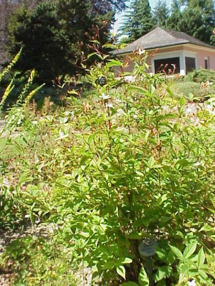 Gillenia plant met witte bloemen en groen blad tegen neutrale achtergrond.