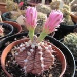 Gymnocalycium stenopleurum cactus met levendige roze bloemen in bloei.