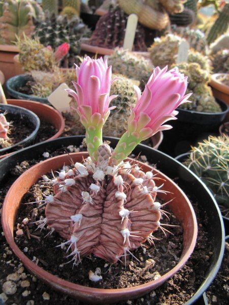 Gymnocalycium stenopleurum cactus met levendige roze bloemen in bloei.