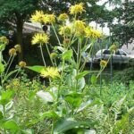 Inula (alpendistel) bloem in volle bloei op een zonnige dag.