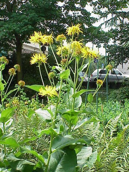 Inula (alpendistel) bloem in volle bloei op een zonnige dag.