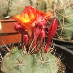 Matucana oreodoxa cactus met heldere roze bloemen en groene stekels.