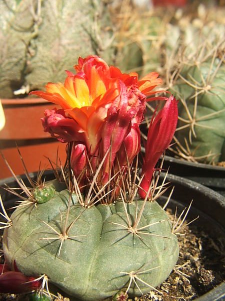 Matucana oreodoxa cactus met heldere roze bloemen en groene stekels.