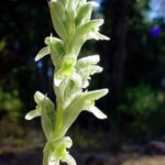 Close-up van groen Odontorrhynchus domeykoanus plantenblad met witte vlekken en getande randen.
