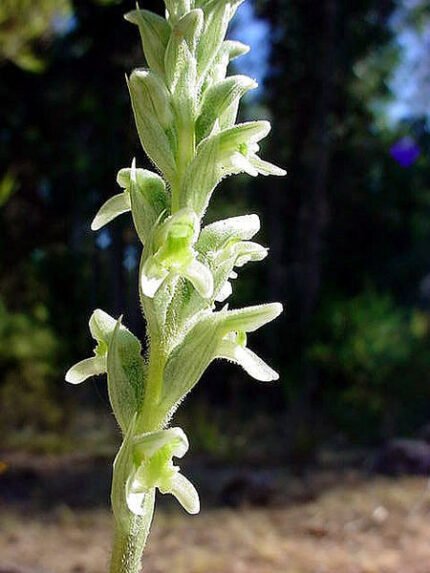Close-up van groen Odontorrhynchus domeykoanus plantenblad met witte vlekken en getande randen.