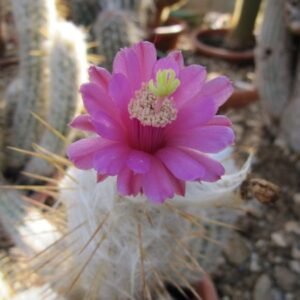 Zilverkleurige cactus met lange witte haren - Oreocereus leucotrichus.