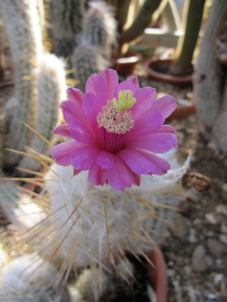 Zilverkleurige cactus met lange witte haren - Oreocereus leucotrichus.
