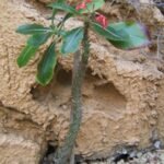 Bloeiende Pachypodium plant met dikke stam en groene bladeren.