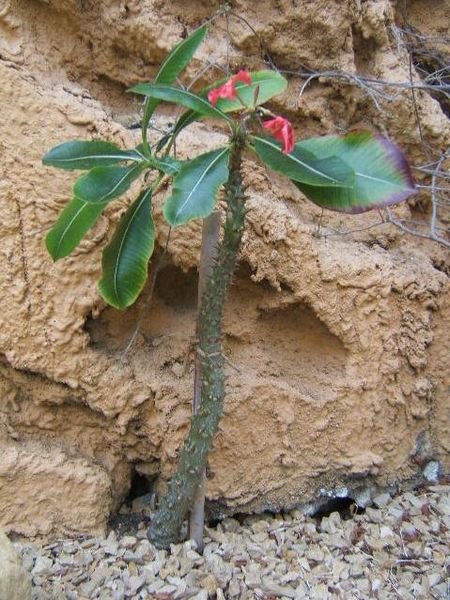 Bloeiende Pachypodium plant met dikke stam en groene bladeren.