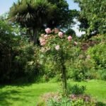 Peter Beales Classic Roses in diverse colors and flower shapes in garden setting.