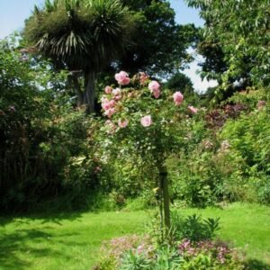 Peter Beales Classic Roses in diverse colors and flower shapes in garden setting.