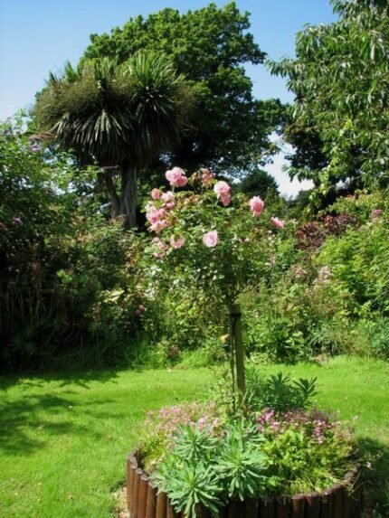 Peter Beales Classic Roses in diverse colors and flower shapes in garden setting.