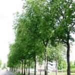 Prachtige Ulmus ×hollandica 'Bea Schwarz' boom met donkergroene bladeren en gedetailleerde schors.