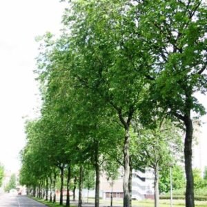 Prachtige Ulmus ×hollandica 'Bea Schwarz' boom met donkergroene bladeren en gedetailleerde schors.