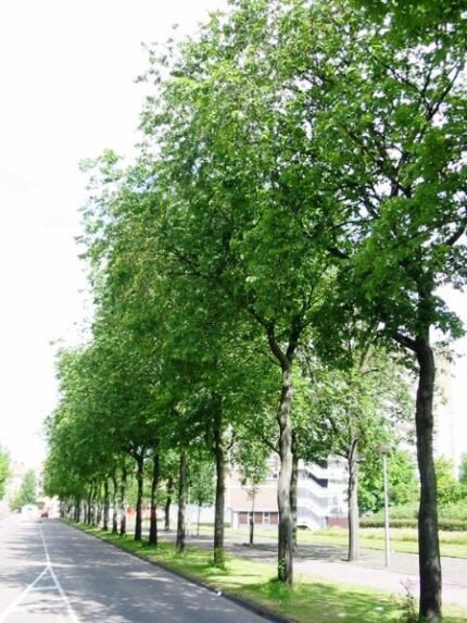 Prachtige Ulmus ×hollandica 'Bea Schwarz' boom met donkergroene bladeren en gedetailleerde schors.