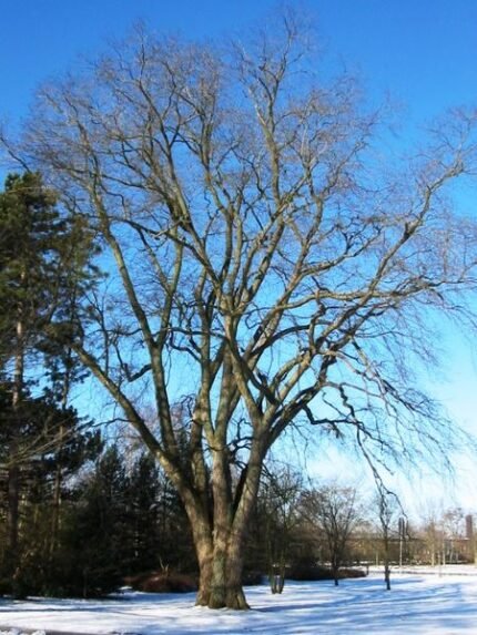 Winterharde ruwe iep boom met groene bladeren in Zweden.