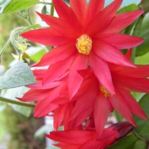 Pink bloeiende Rhipsalidopsis gaertneri cactusplant with bright flowers.