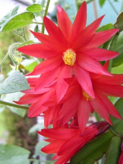 Pink bloeiende Rhipsalidopsis gaertneri cactusplant with bright flowers.