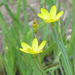 Blauwe Sisyrinchium californicum plant in natuurlijke setting.