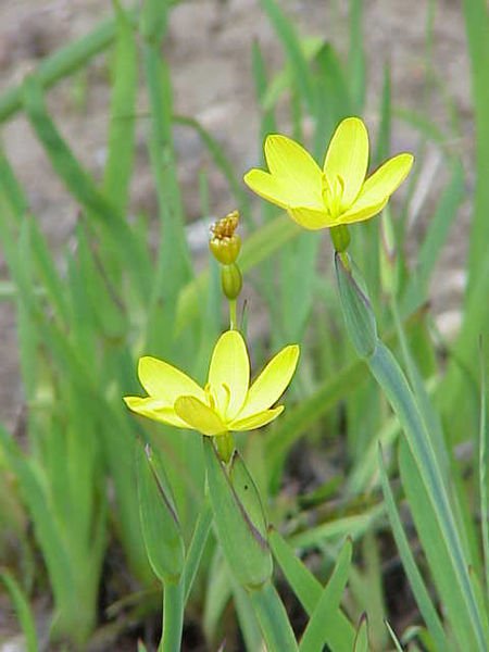 Blauwe Sisyrinchium californicum plant in natuurlijke setting.