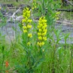 Bloeiende Thermopsis montana plant met levendige gele bloemen tegen groene bladeren.